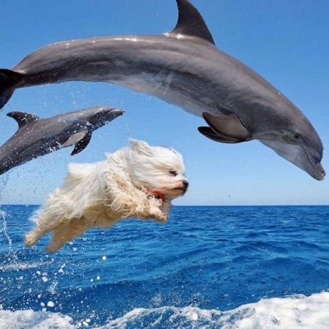 dolphin.jpg